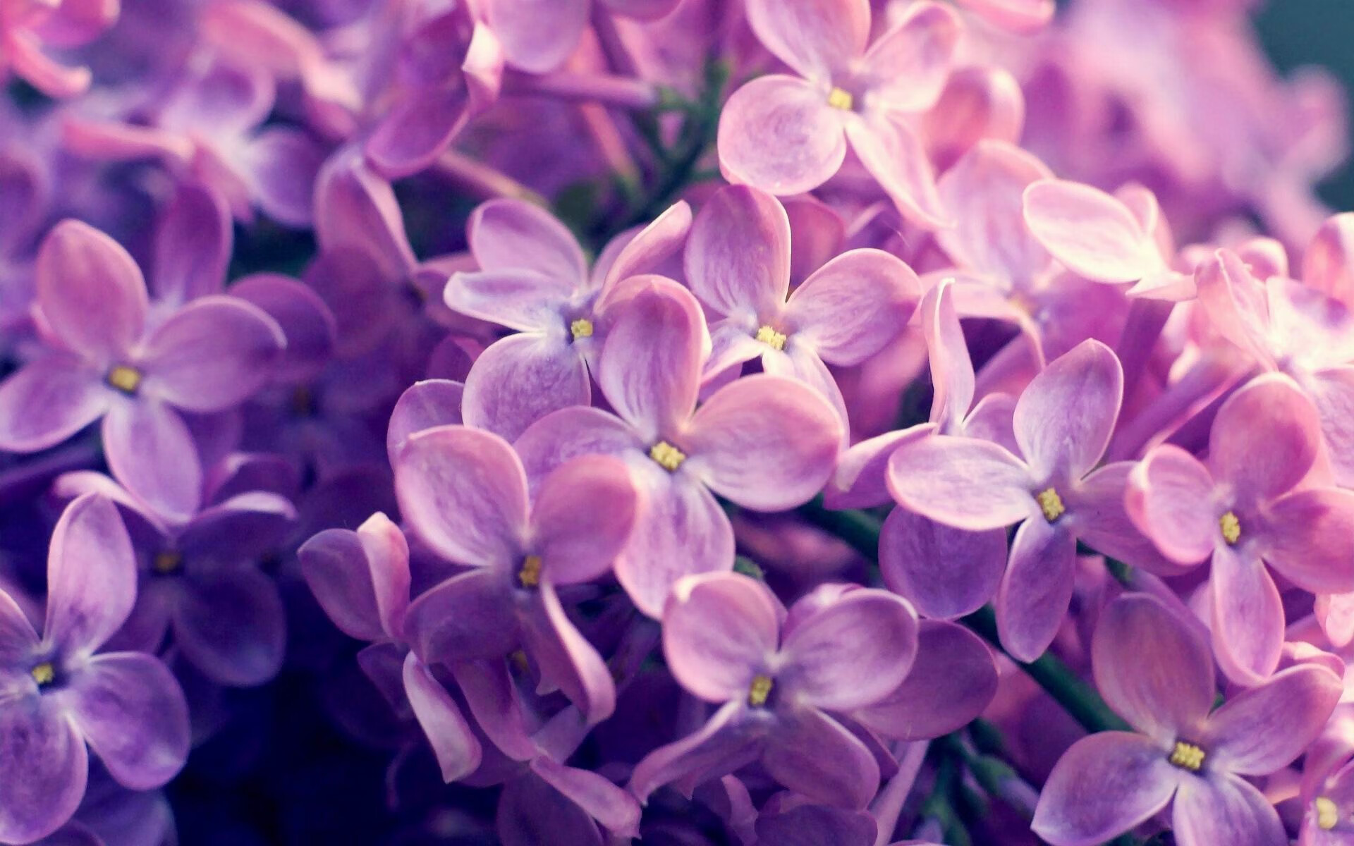 俱乐部发布文化周计划通过文体结合方式拓宽品牌影响力,俱乐部文化建设方案