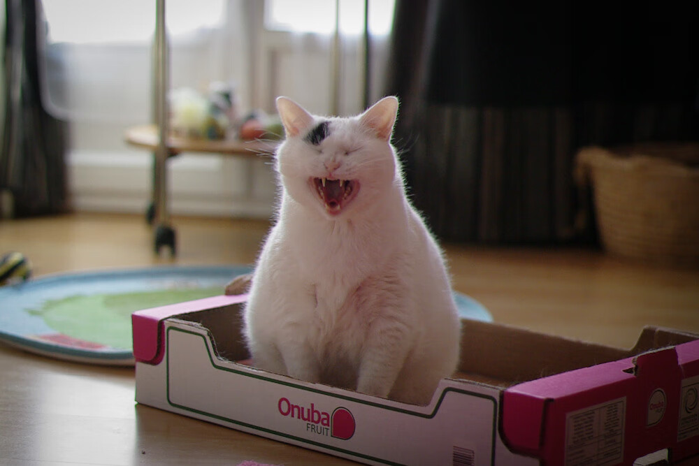 混合泳韩国选手速度与技巧兼备,4×100混合泳规则