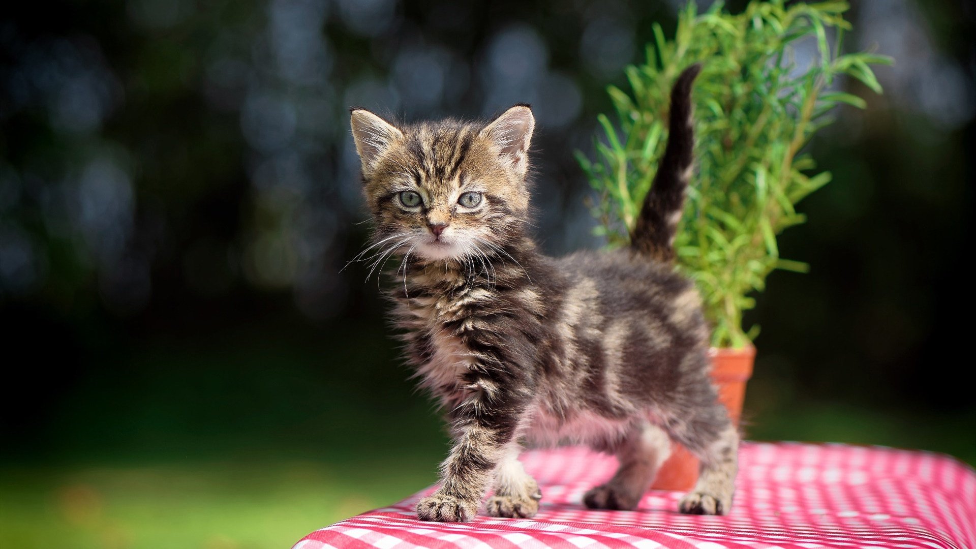 开云体育官网-美洲杯明星助阵：比赛精彩纷呈！，美洲杯明星球员