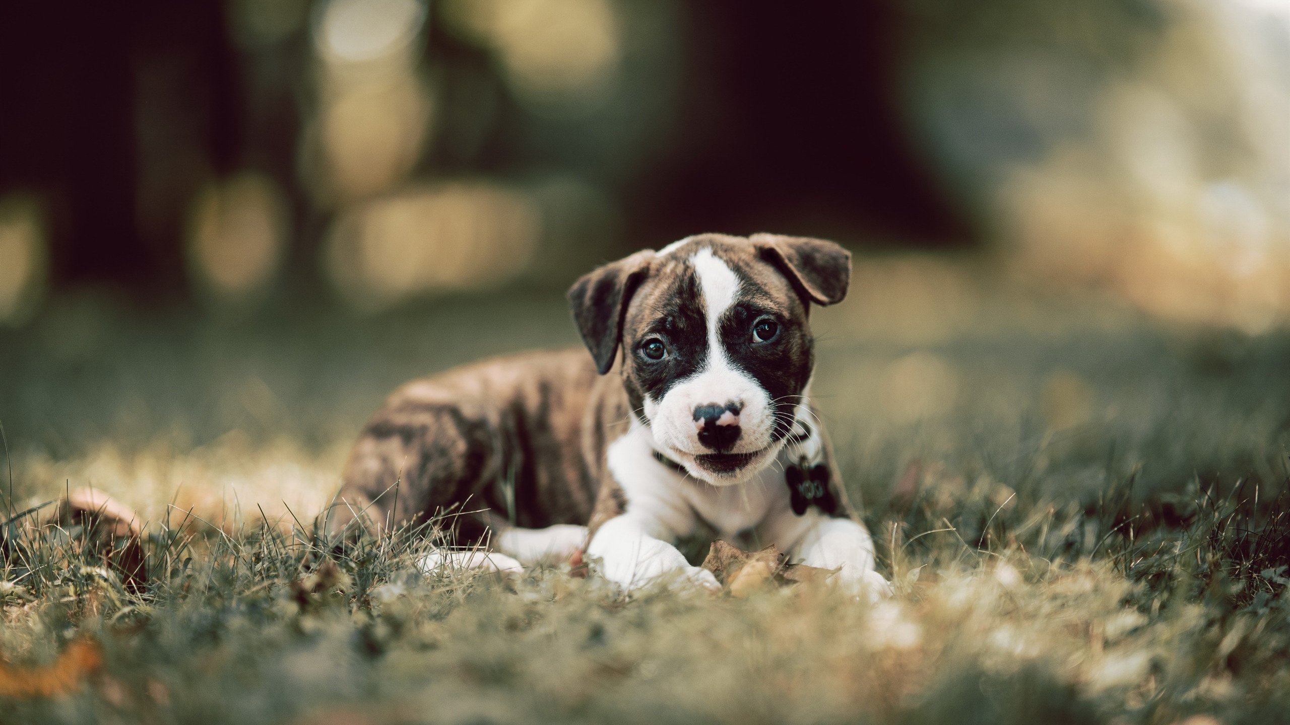 美洲杯激情四溢:逆境中迎难而上!,美洲 杯