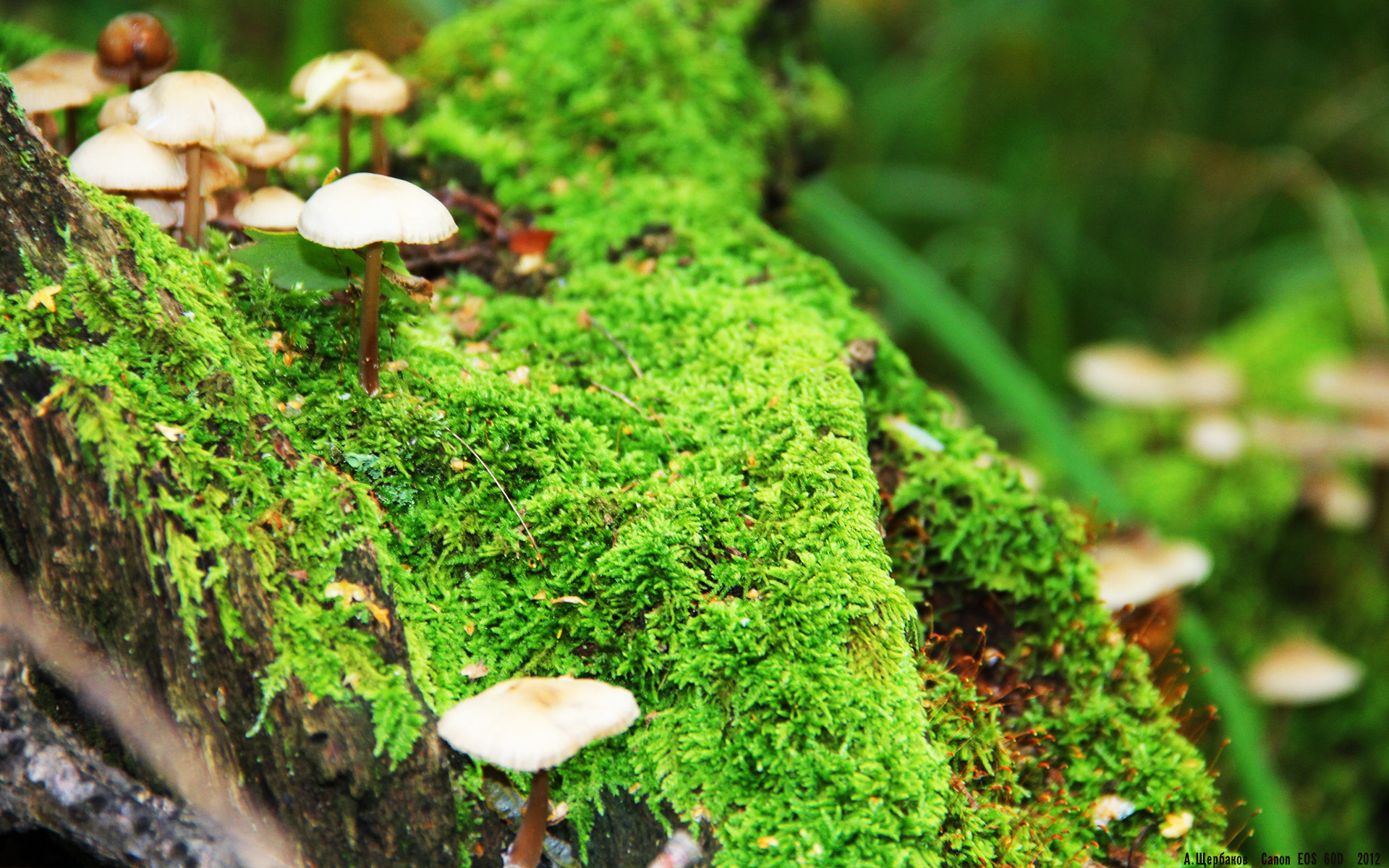 美洲杯逆转传奇:英雄升华时刻!,美洲杯专题