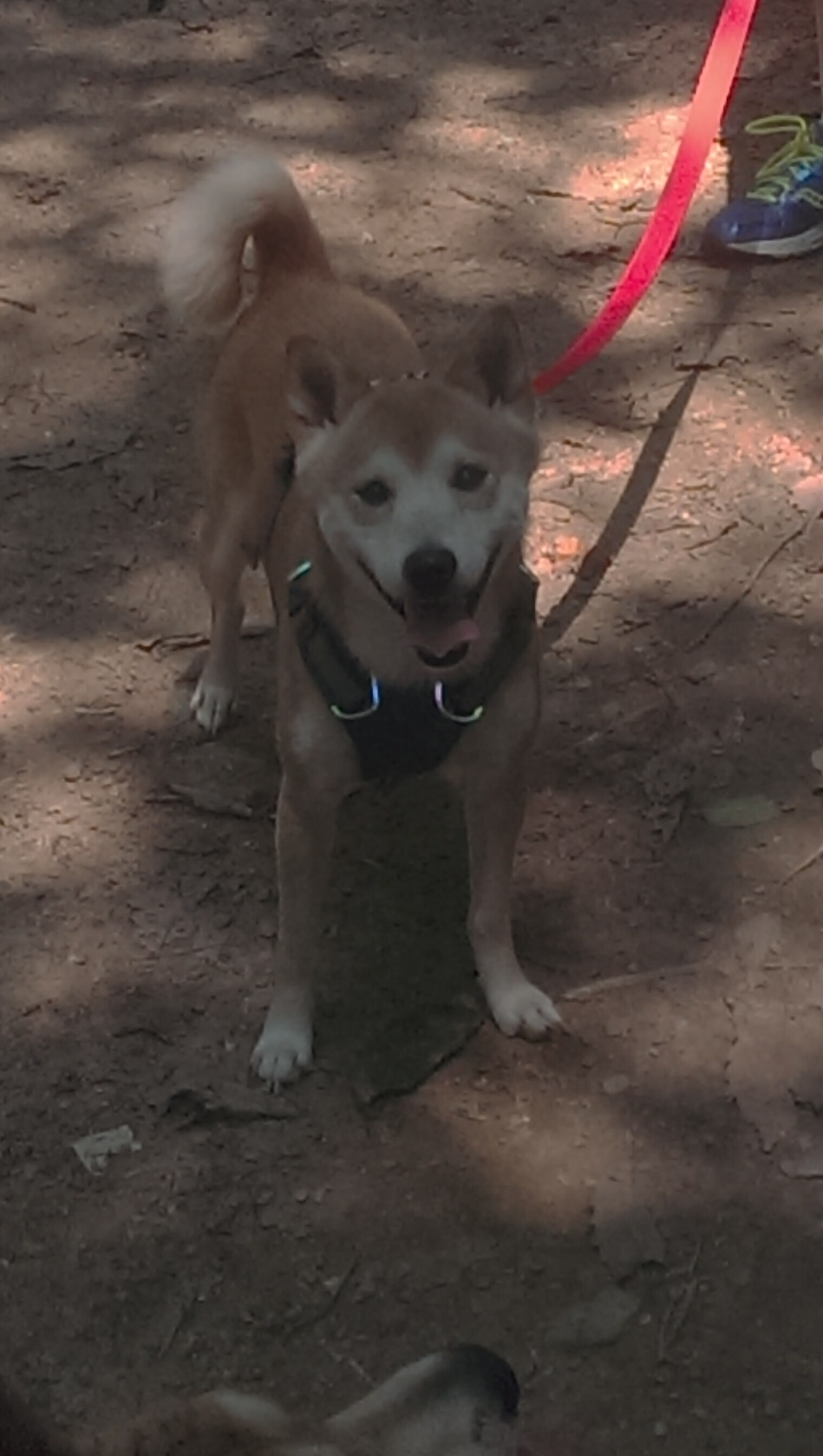 足球亚洲杯中国队赛程公布，亚洲杯足球中国赛程表