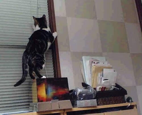 陈佳再度晋级决赛舞台，陈佳陈佳