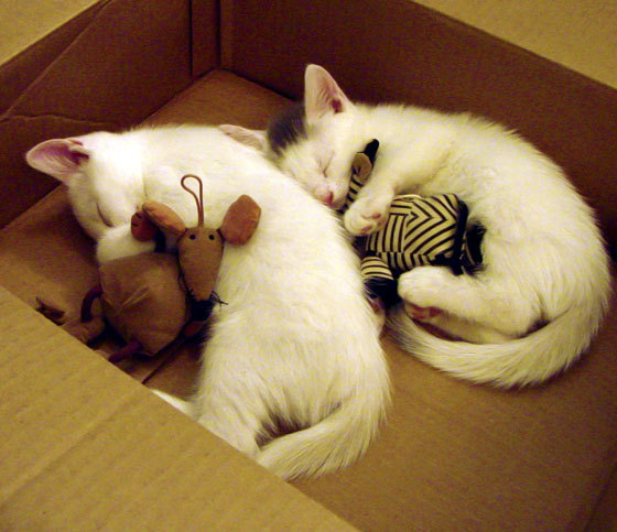 中国篮球的国际化之路，中国篮球的国际化之路在哪里